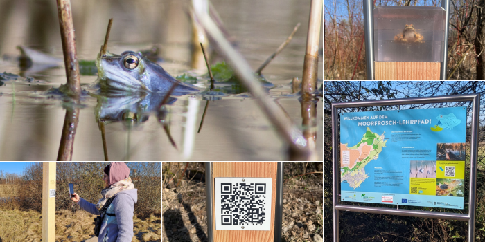 Moorfrosch-Lehrpfad im Wurzacher Ried