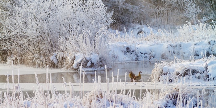 Winter im Wurzacher Ried