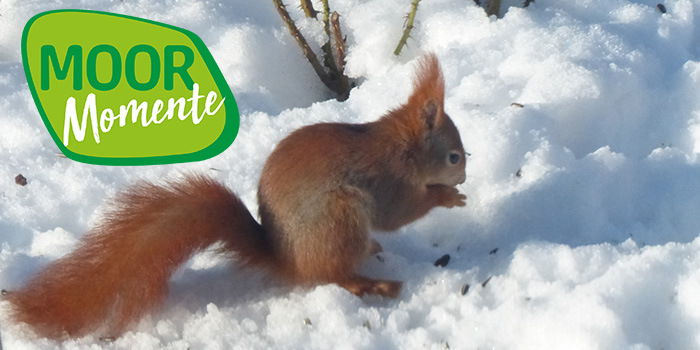 Eichhörnchen im Wurzacher Ried