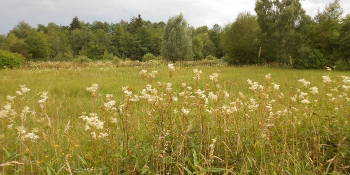 Lebensraum Niedermoor