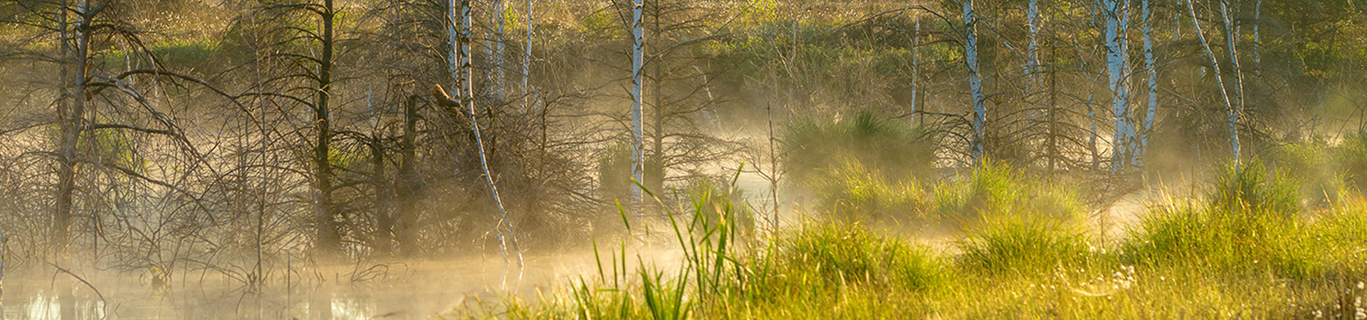 Faszinierende Moorlandschaft
