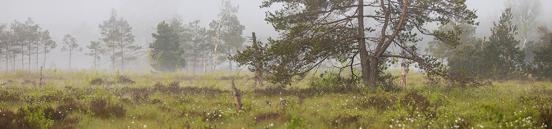Faszinierende Moorlandschaft