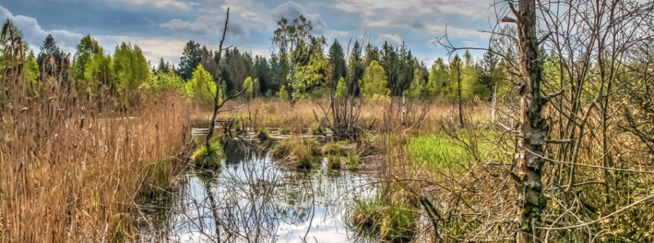 Wasserfläche im Wurzacher Ried