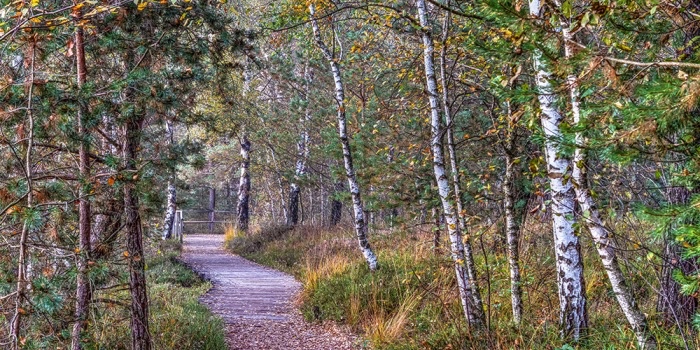 Weg durch das Wurzacher Ried